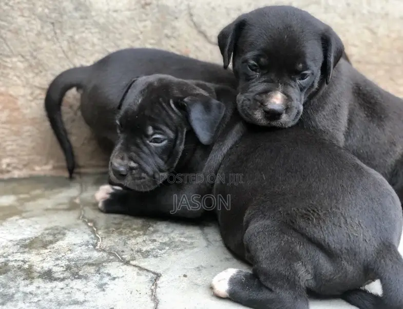 1-3 months Male Purebred American Pit Bull Terrier