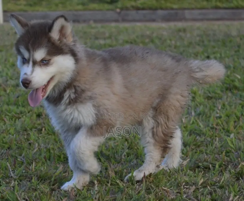 1-3 months Male Purebred Siberian Husky