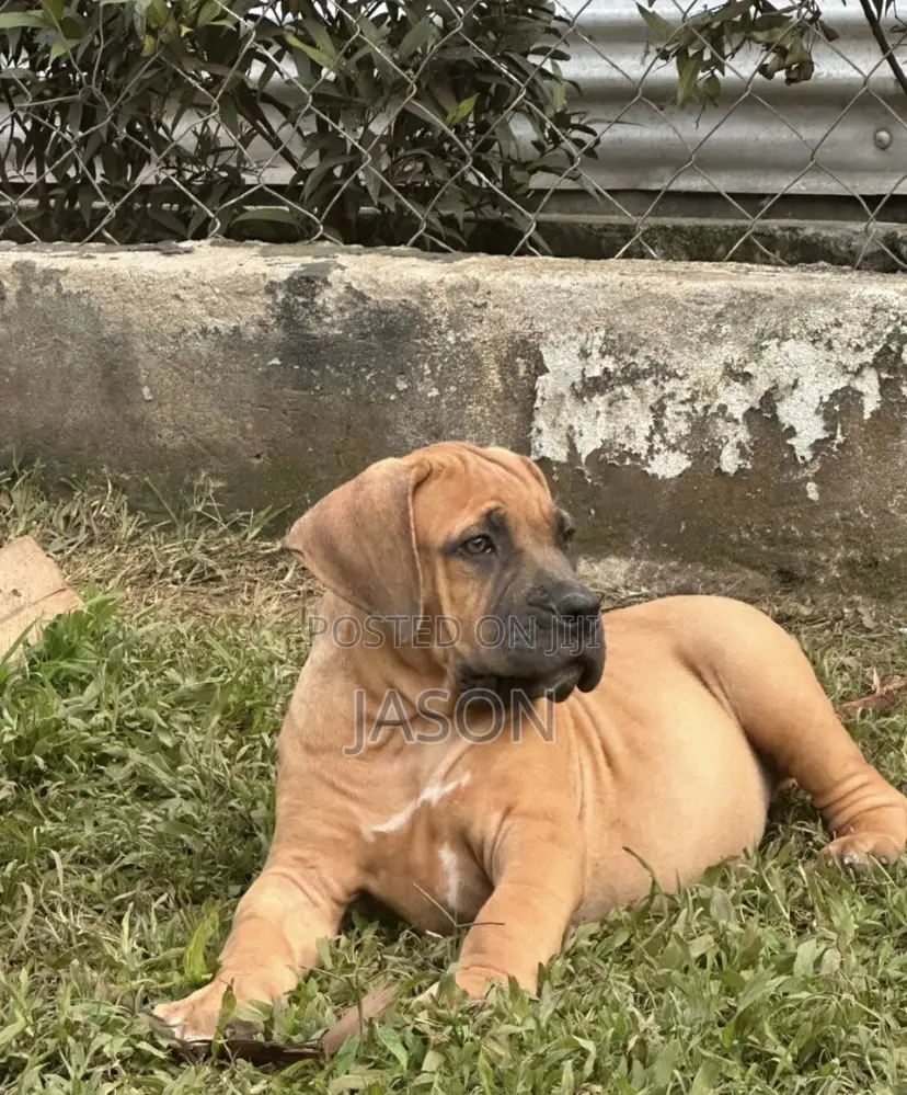 3-6 months Male Purebred Boerboel