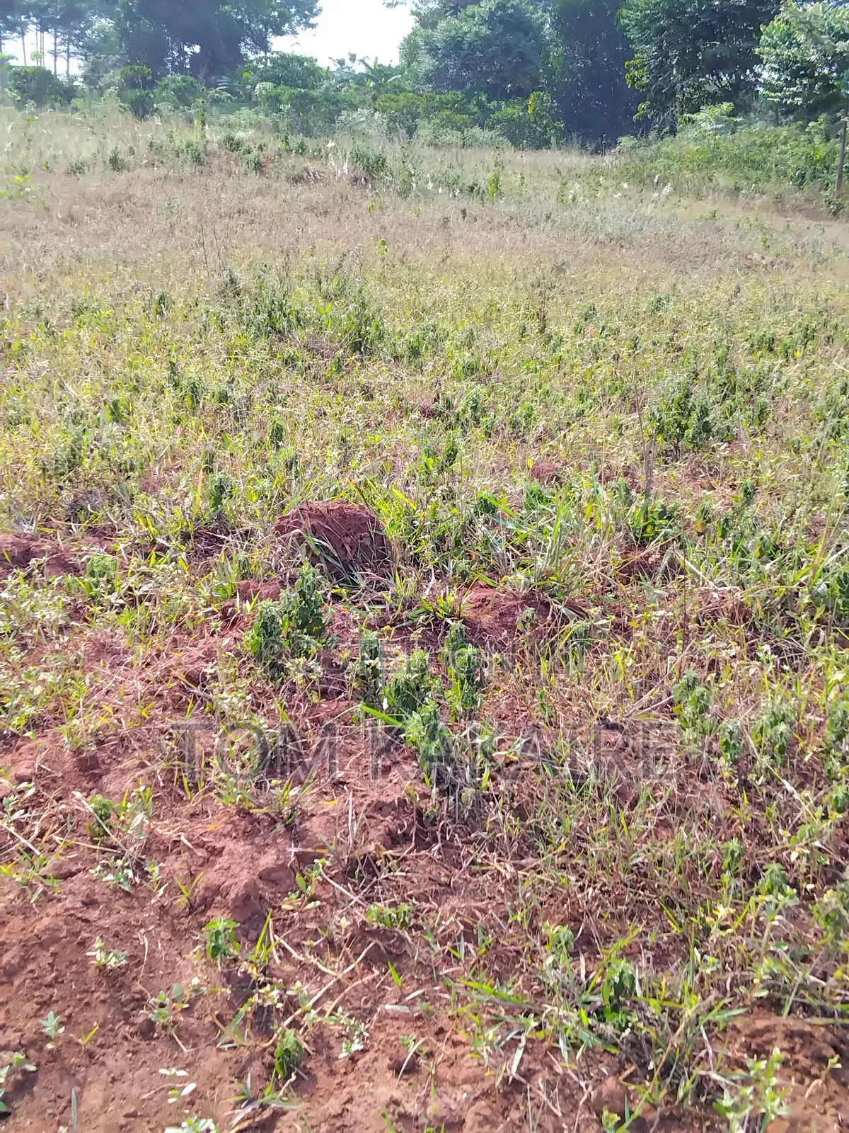 Land for Renting