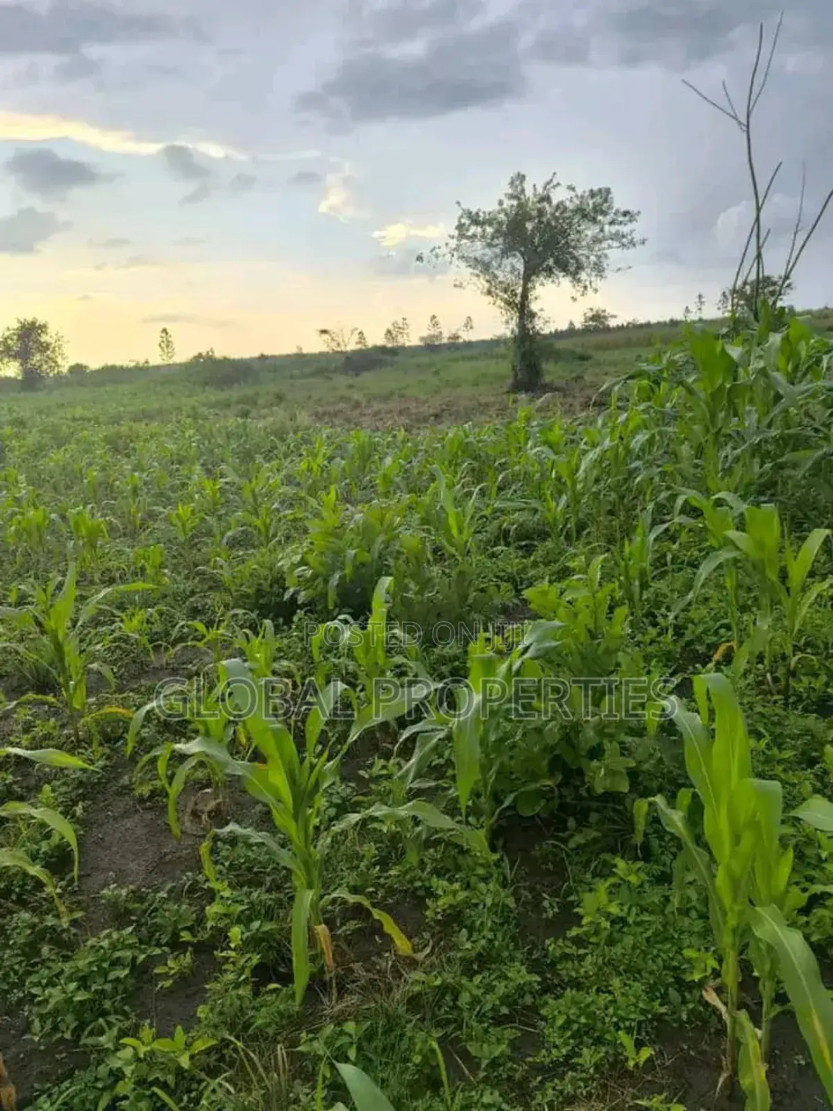 Luwero 54 Acres for Sale