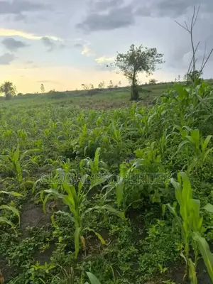 Luwero 54 Acres for Sale