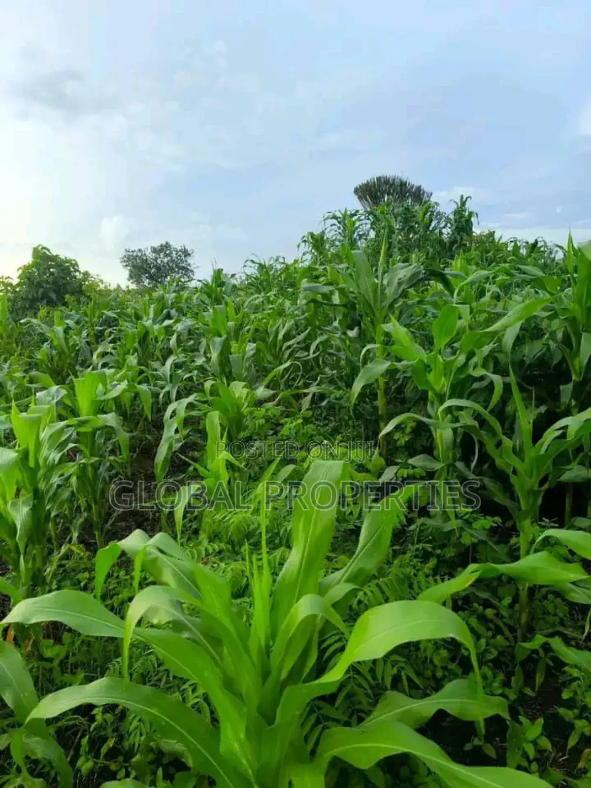 Luwero 54 Acres for Sale