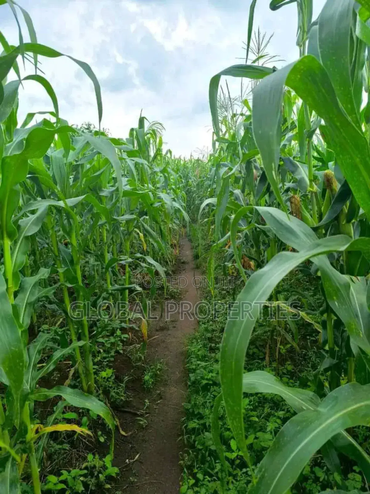 Luwero 54 Acres for Sale