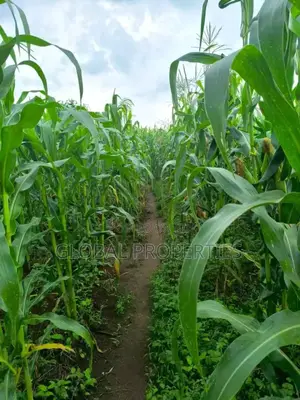 Luwero 54 Acres for Sale