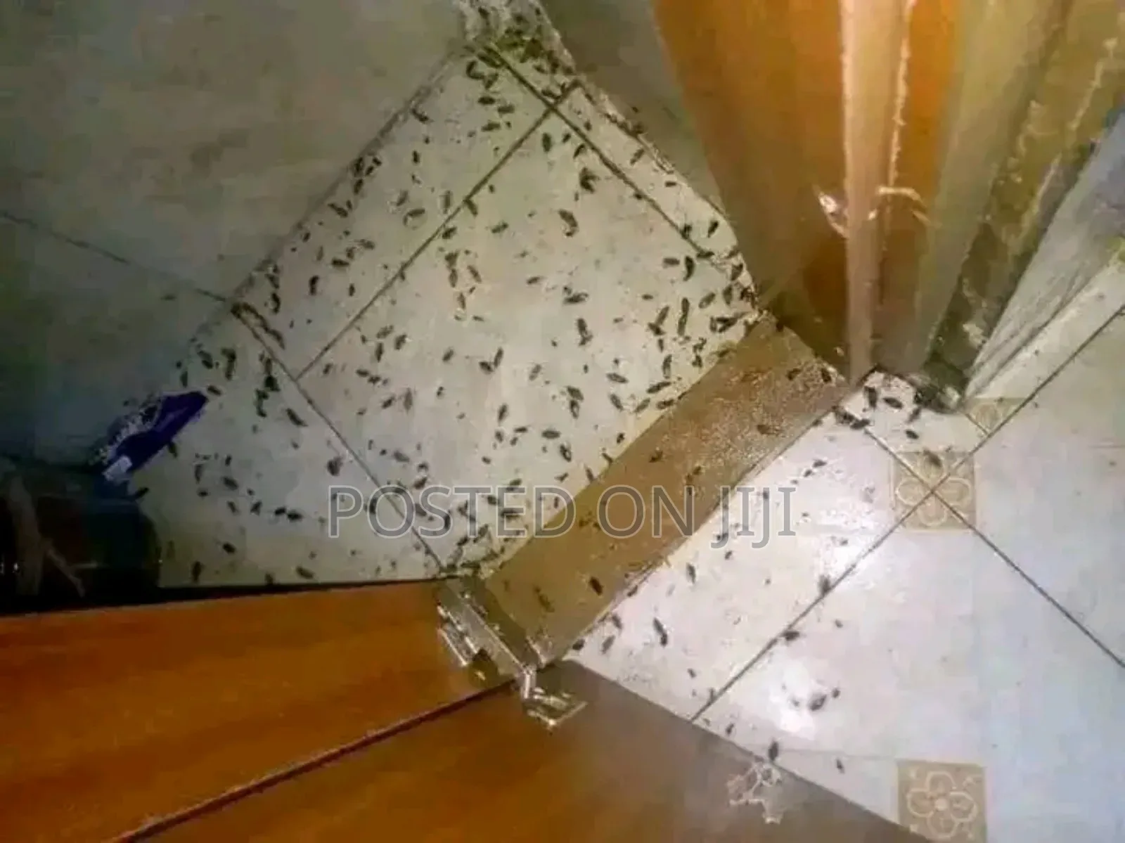 Fumigation Services