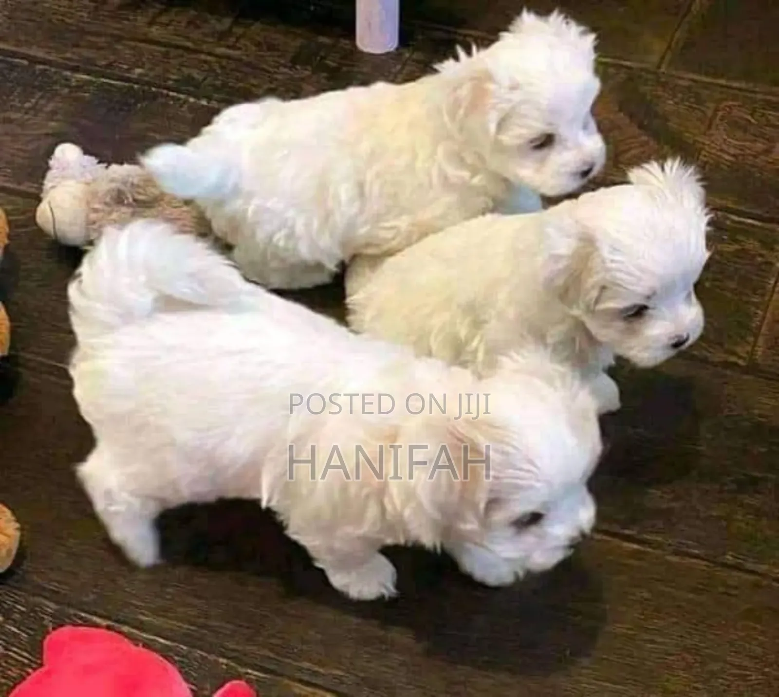 1-3 months Female Purebred Maltese