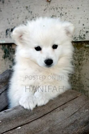 1-3 months Female Purebred Japanese Spitz