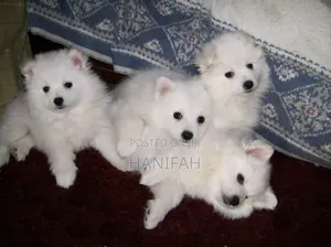 1-3 months Female Purebred Japanese Spitz