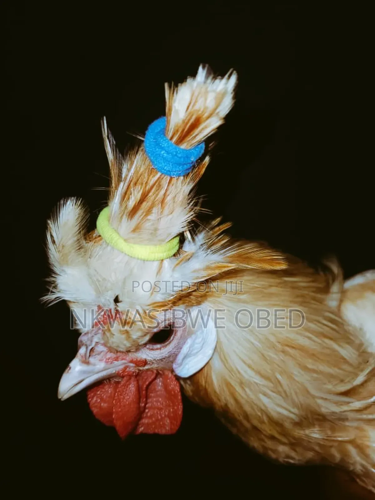 Polish Chicken