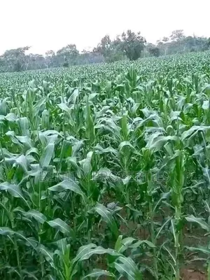 54 Acres for Sale in Luweero Kakooge Each at 8m