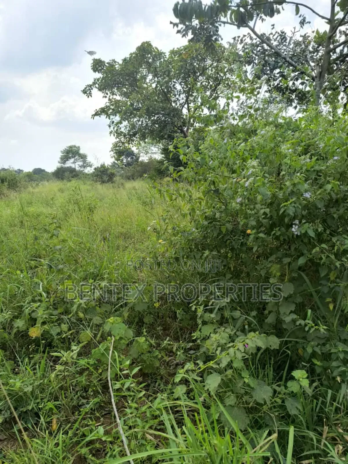 54 Acres for Sale in Luweero Kakooge Each at 8m
