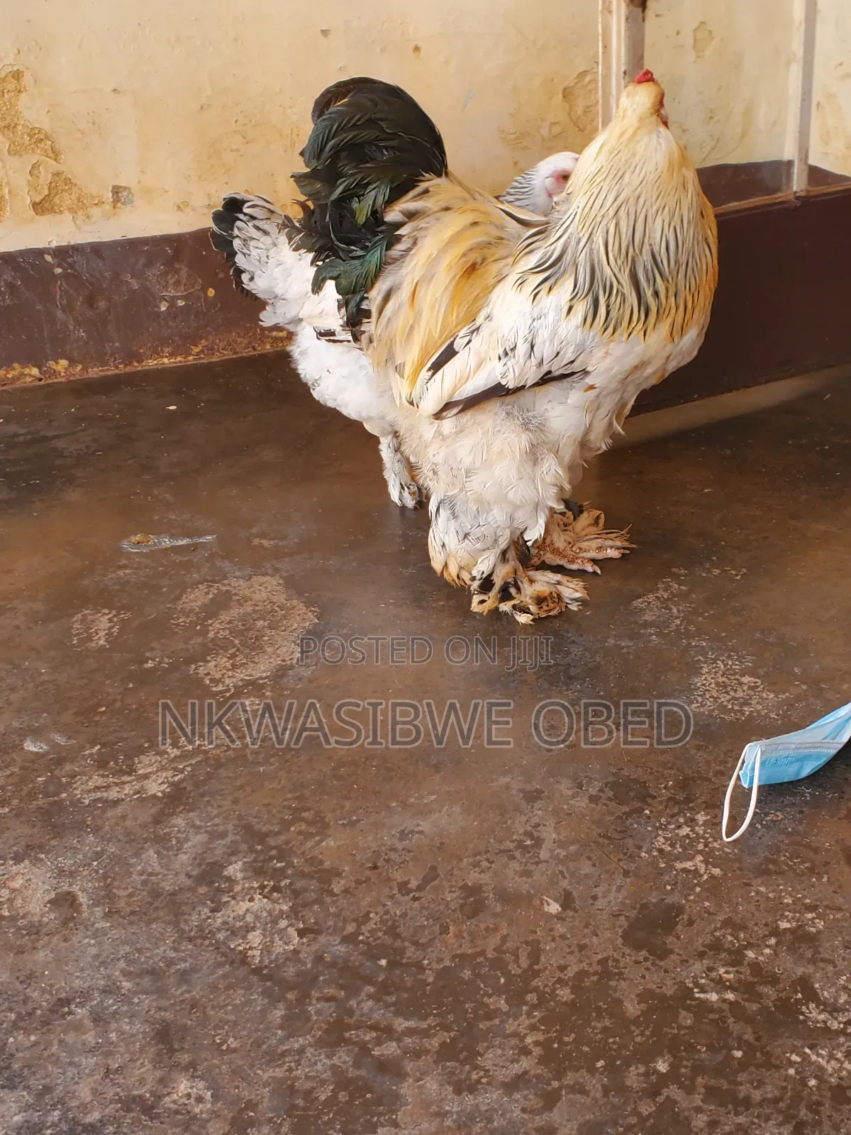American Brahma Chicken