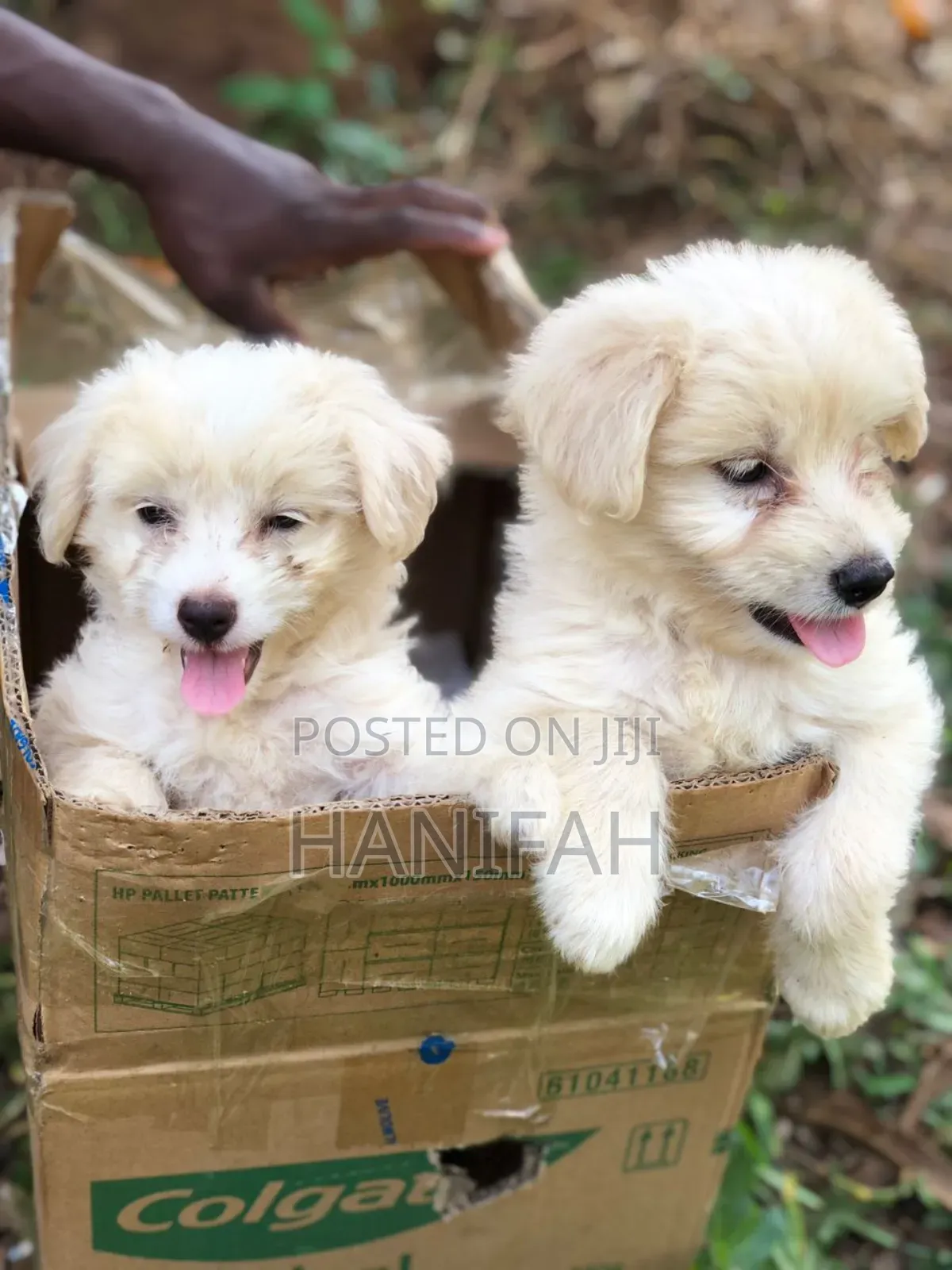 1-3 months Female Purebred Maltese