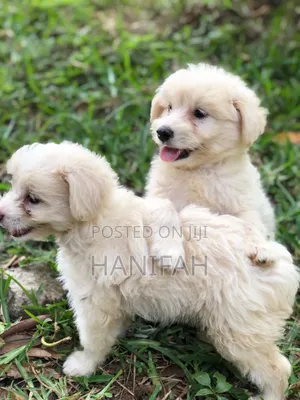 1-3 months Male Purebred Maltese
