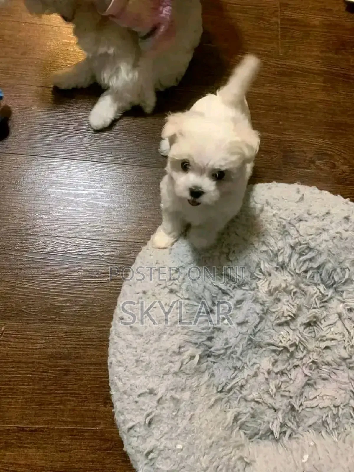 1-3 months Male Purebred Maltese