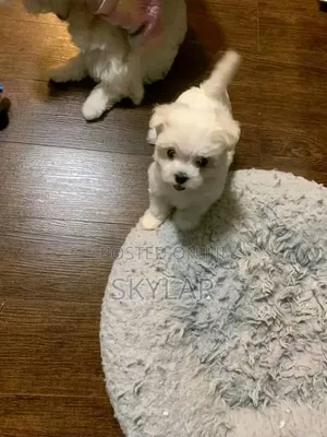 Photo - 1-3 months Male Purebred Maltese