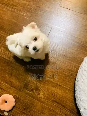 1-3 months Male Purebred Maltese