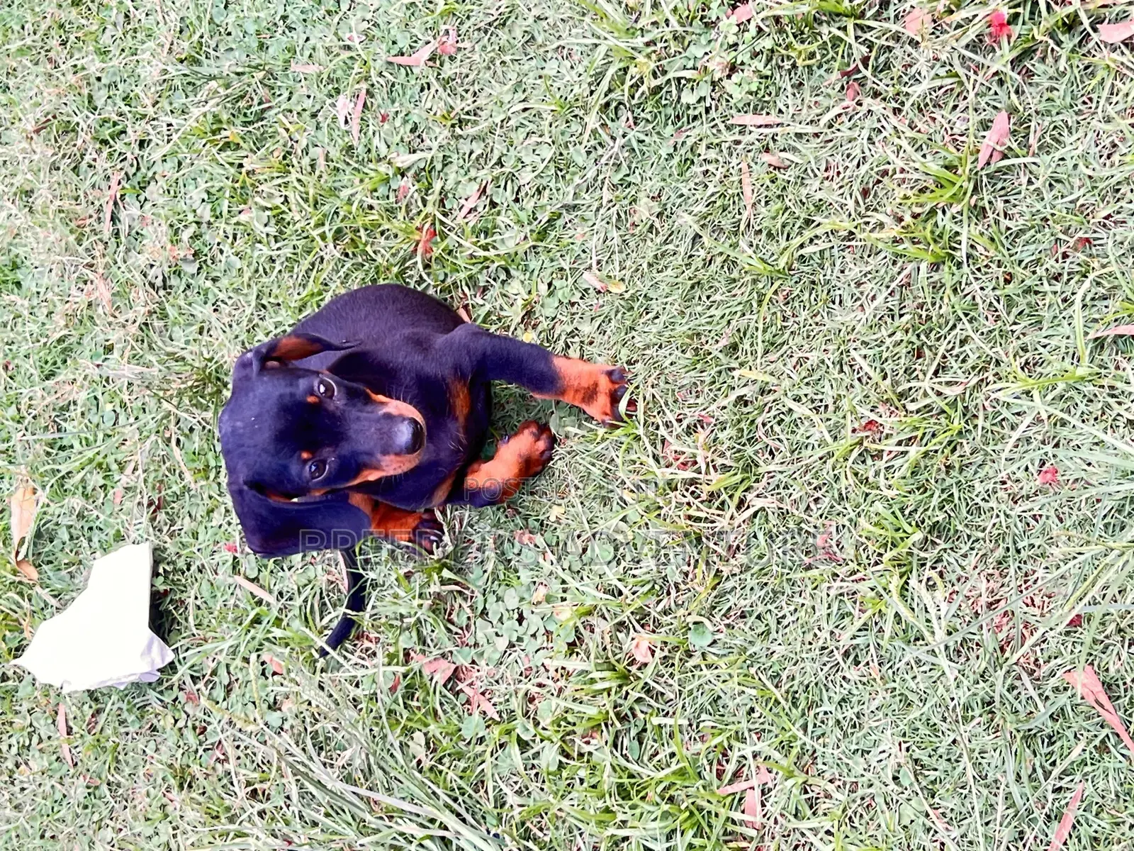 1-3 months Male Purebred Dachshund