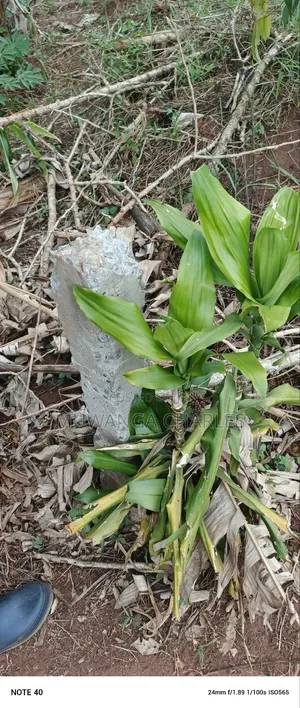 Plot for Sale in Kasangati