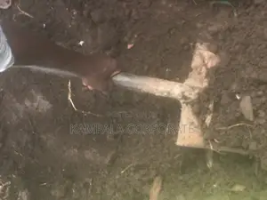 Black Soils for Sale