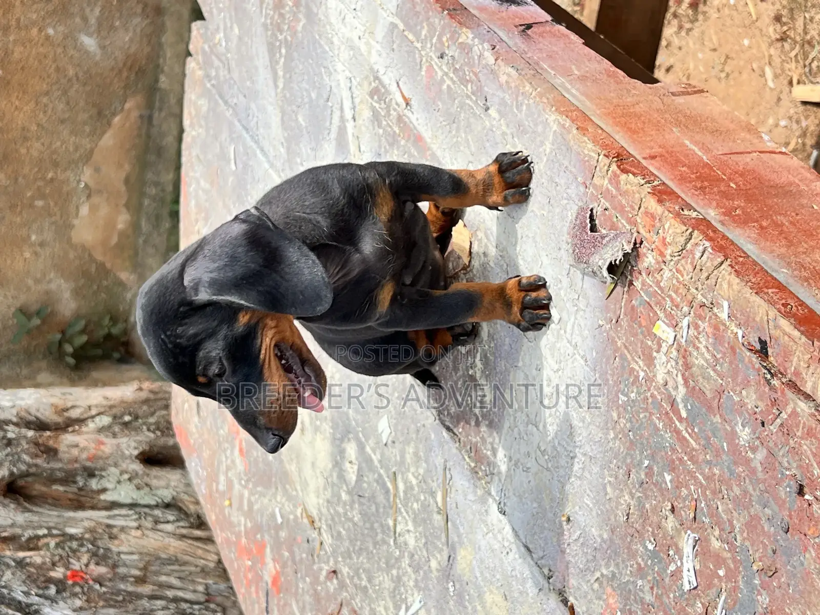 1-3 months Male Purebred Dachshund