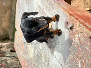 1-3 months Female Purebred Dachshund
