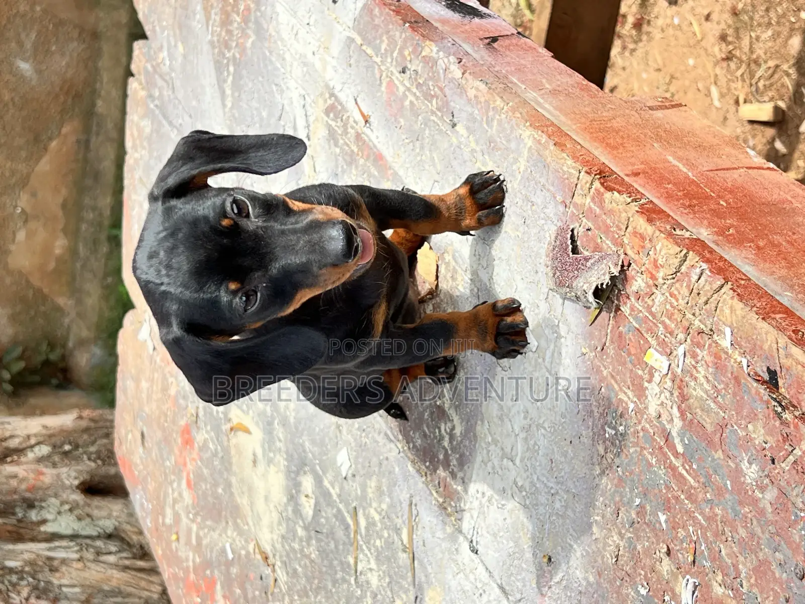 1-3 months Female Purebred Dachshund