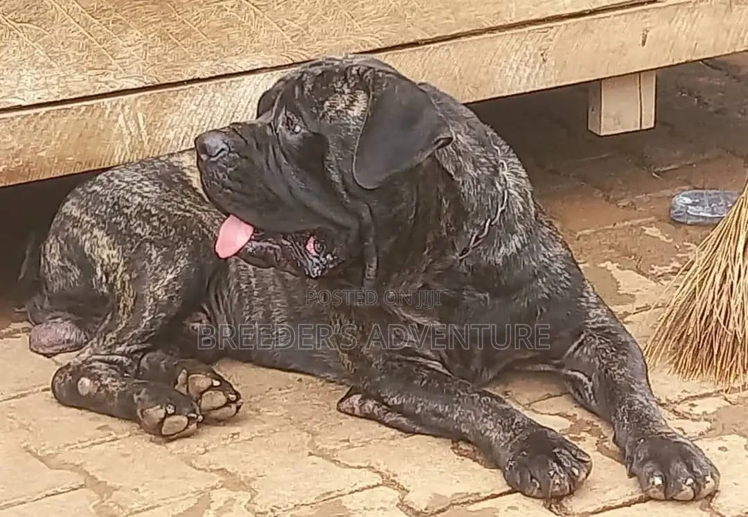 6-12 months Male Purebred Boerboel