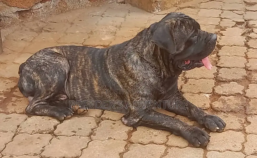 6-12 months Male Purebred Boerboel
