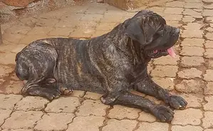 6-12 months Male Purebred Boerboel