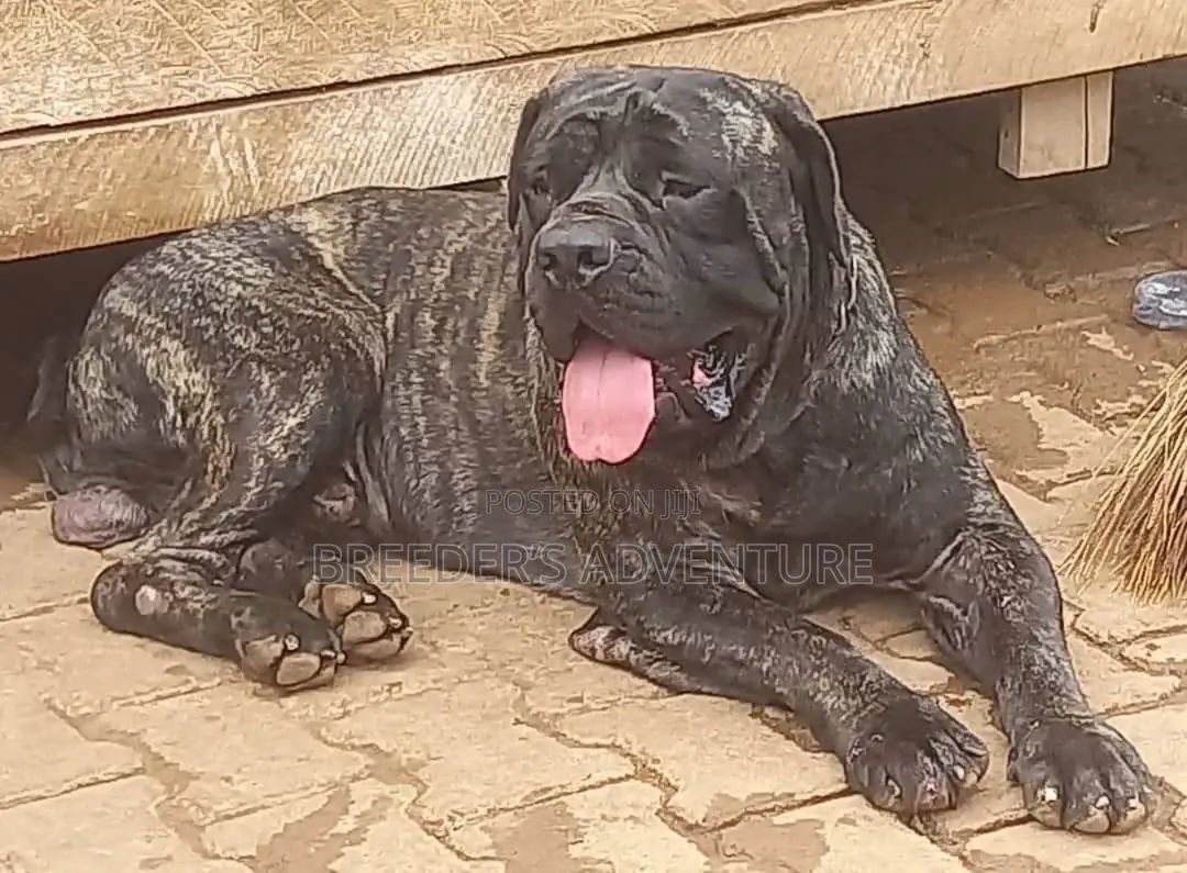 6-12 months Male Purebred Boerboel