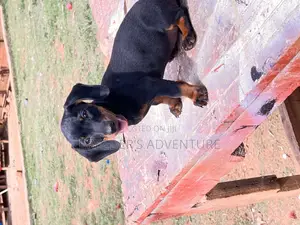 1-3 months Male Purebred Dachshund