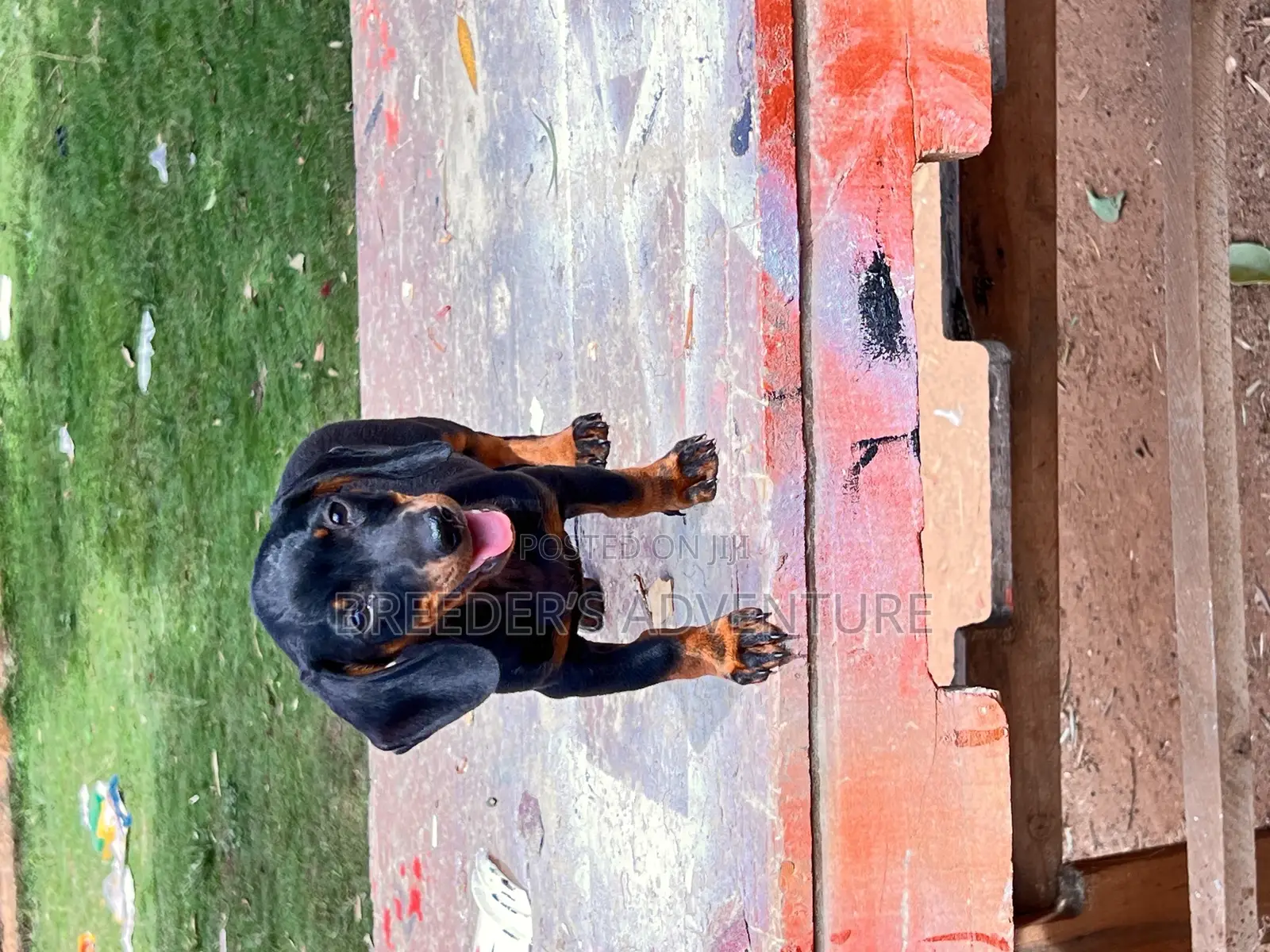 1-3 months Male Purebred Dachshund