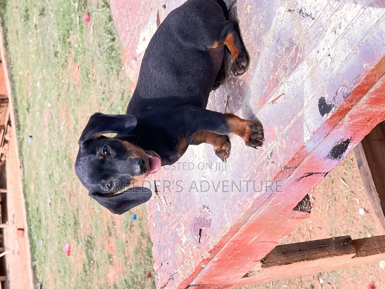 1-3 months Male Purebred Dachshund
