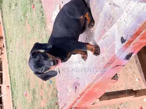 1-3 months Male Purebred Dachshund