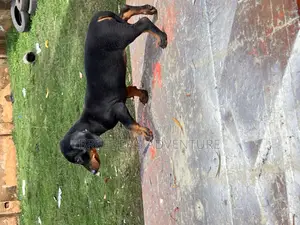 1-3 months Female Purebred Dachshund