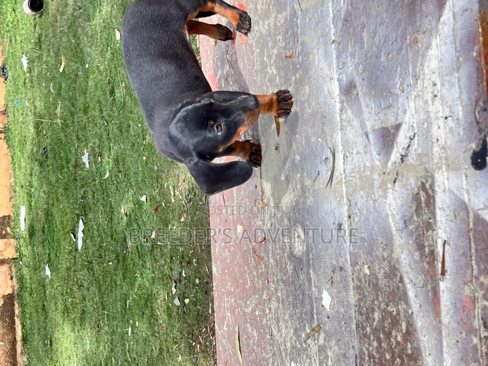 1-3 months Female Purebred Dachshund