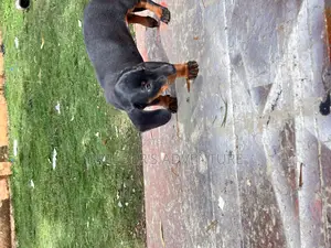 1-3 months Female Purebred Dachshund