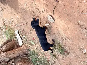 1-3 months Female Purebred Dachshund