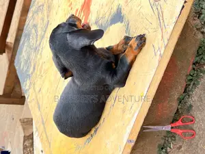 1-3 months Female Purebred Dachshund