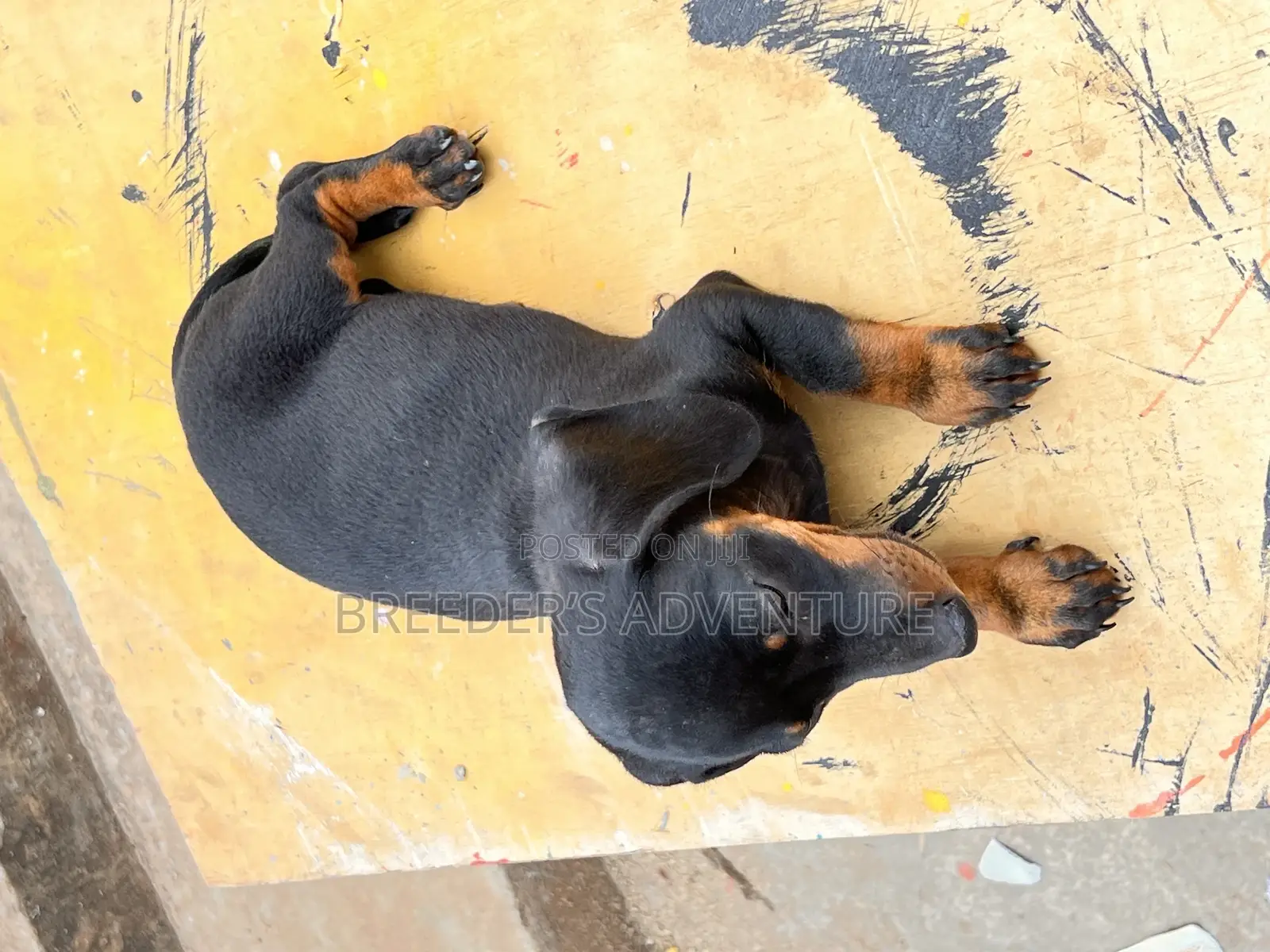 1-3 months Female Purebred Dachshund