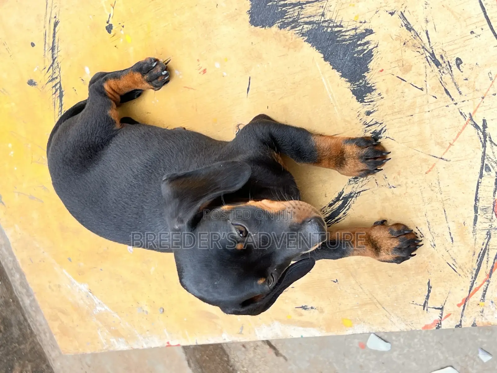 1-3 months Female Purebred Dachshund