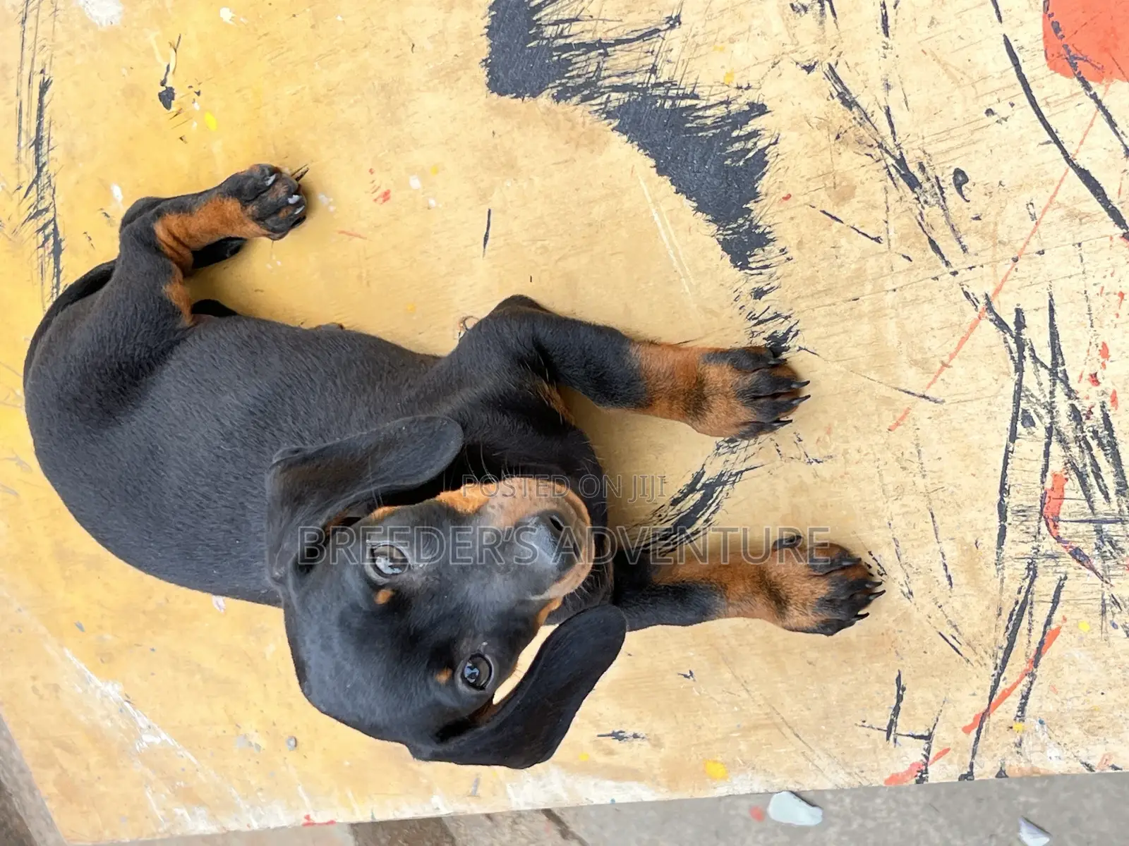 1-3 months Female Purebred Dachshund