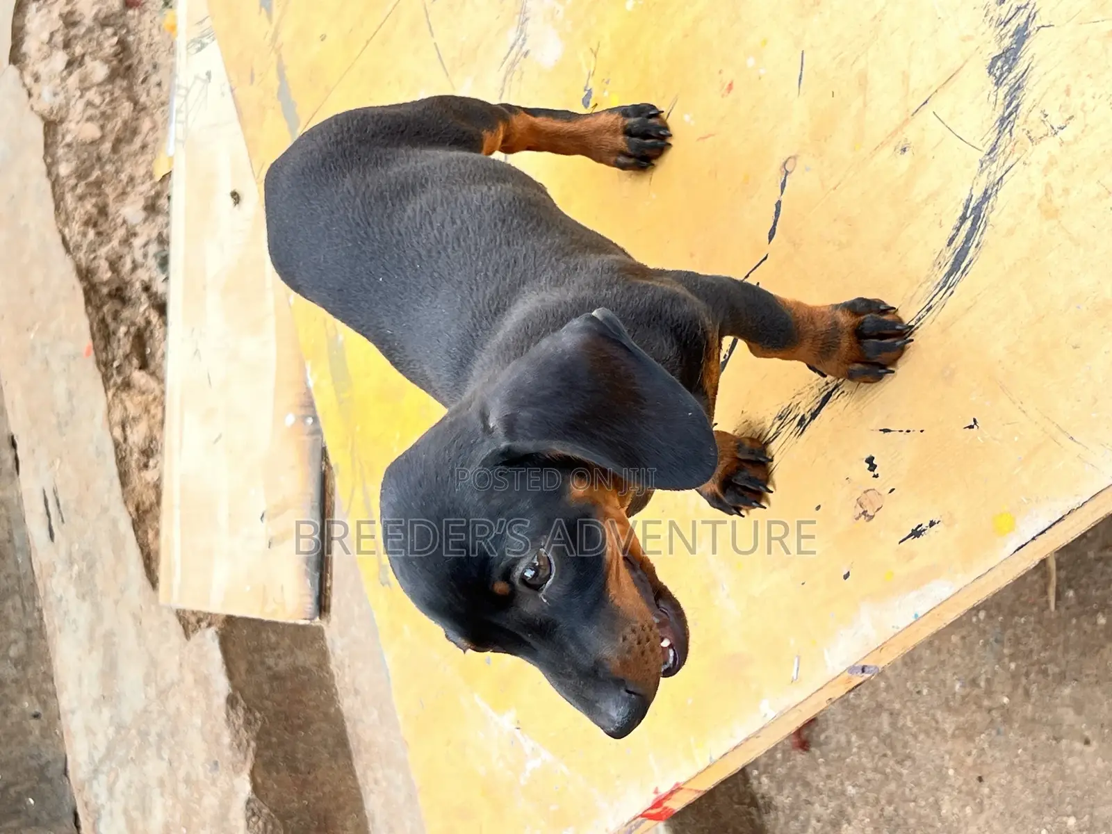 1-3 months Female Purebred Dachshund
