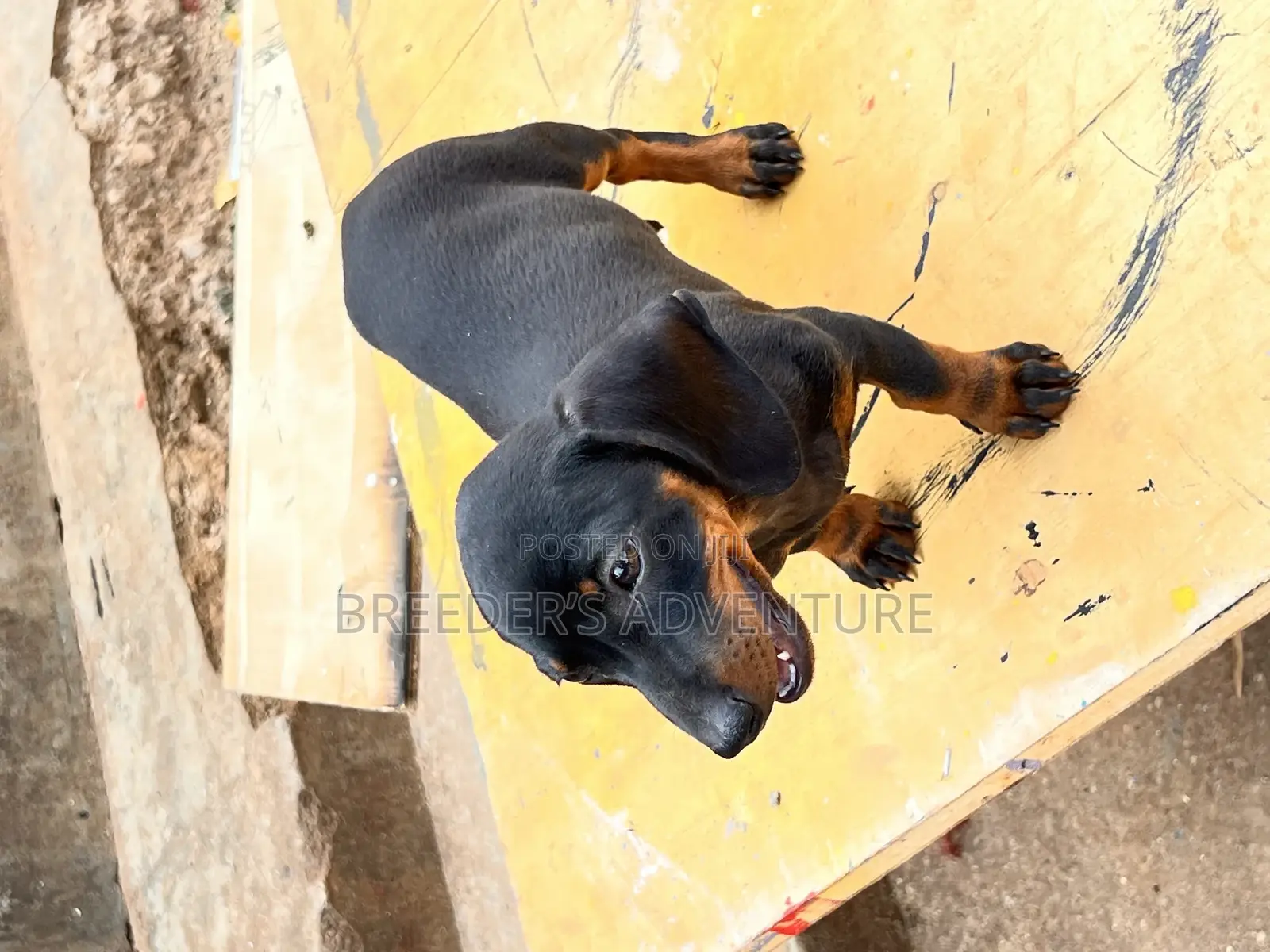 1-3 months Female Purebred Dachshund