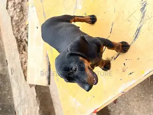 1-3 months Female Purebred Dachshund