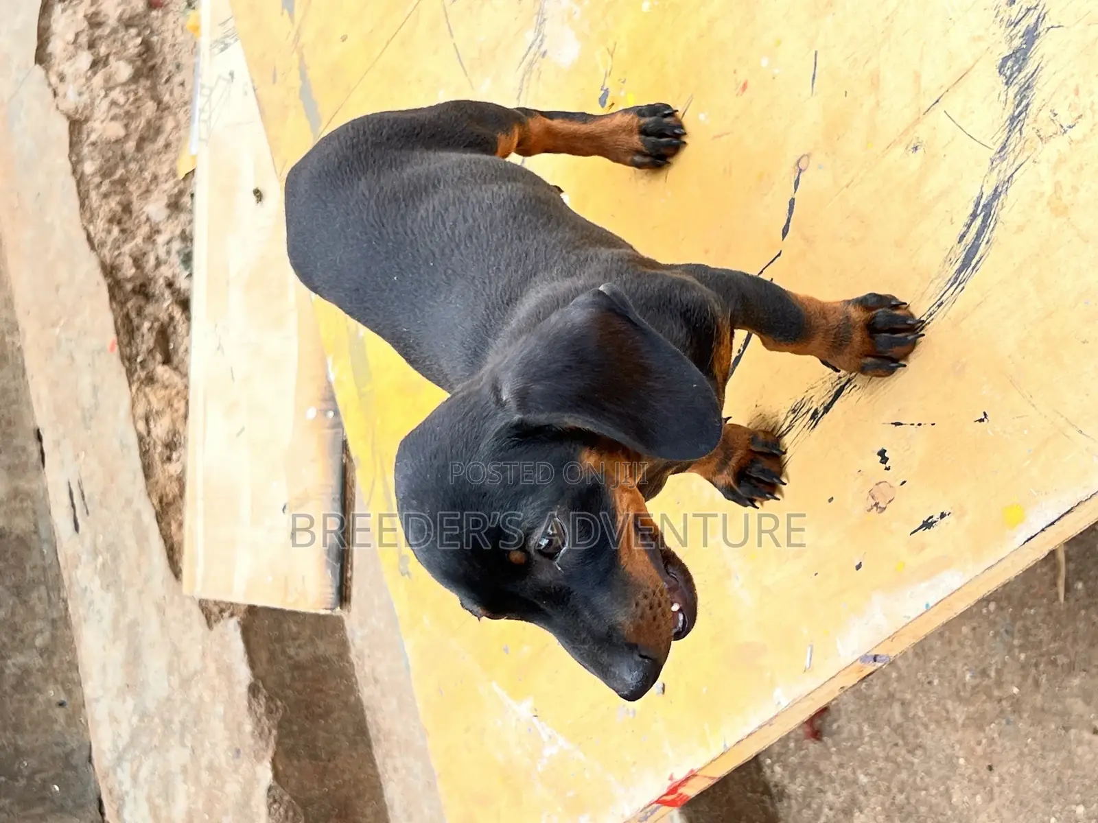 1-3 months Female Purebred Dachshund