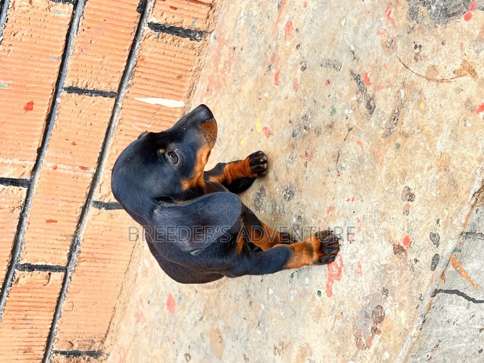 1-3 months Male Purebred Dachshund