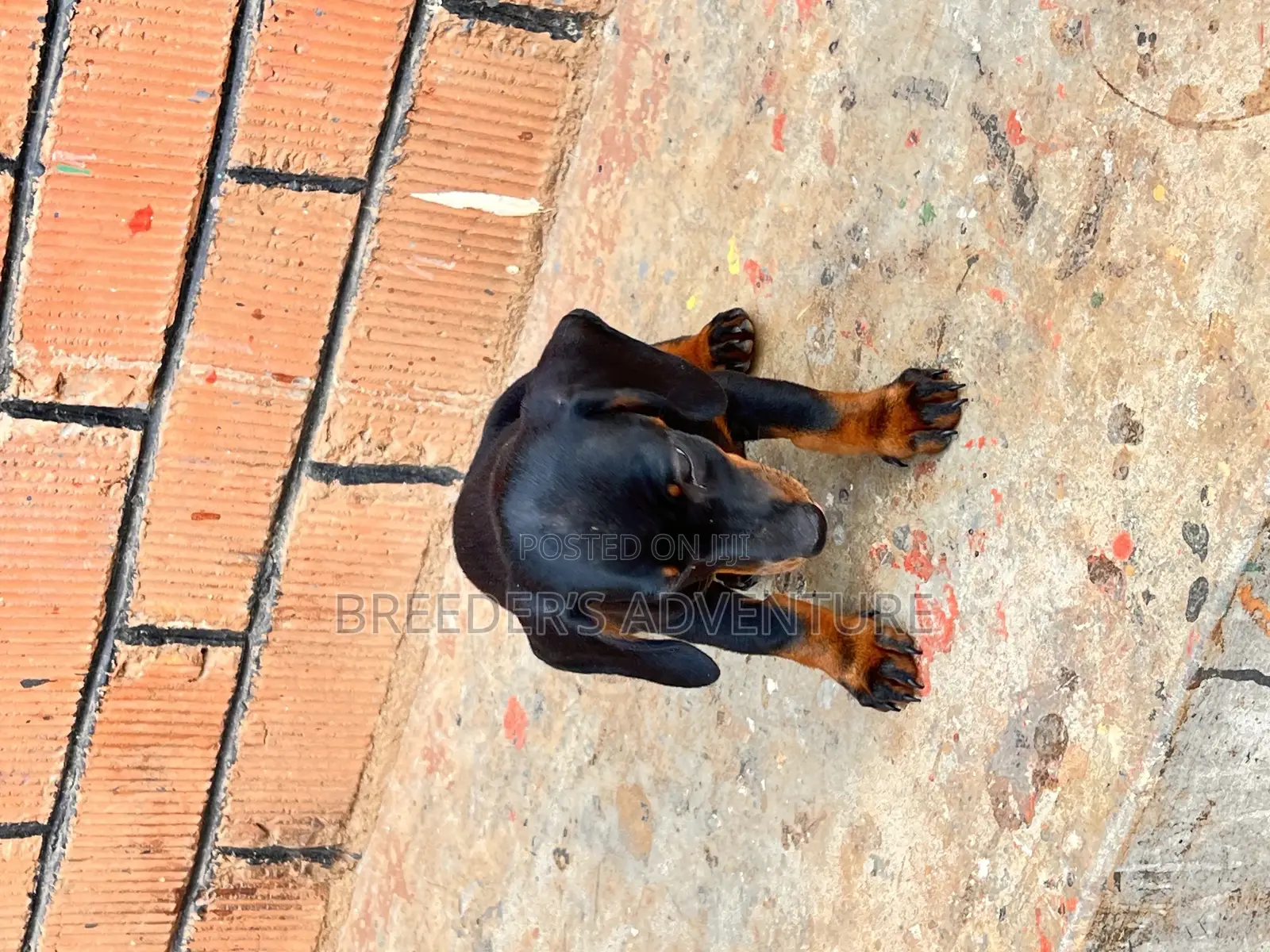 1-3 months Male Purebred Dachshund
